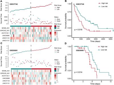 Characterizing the Copy Number Variation of Non-Coding RNAs Reveals Potential Therapeutic Targets and Prognostic Markers of LUSC